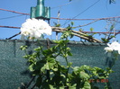 DSC06252