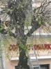 PROTESTATAR in........ POM