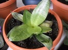 DSCN4766