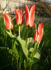 lalelele de Florii 17 aprilie 2011