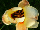 lalelele de Florii 17 aprilie 2011
