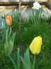 lalelele de Florii 17 aprilie 2011