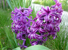 Purple Sensation de Florii in 17 aprilie 2011