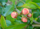 Chaenomeles japonica (2011, April 21)