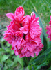 Hyacinthus Hollyhock (2011, April 21)