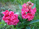 Hyacinthus Hollyhock (2011, April 21)