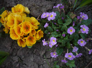 036