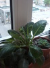 roz batut - 21.04.2011