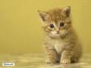 images (56)