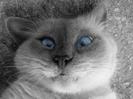 images (59)