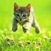 images (63)