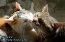 images (80)