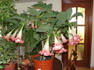 brugmansia roz