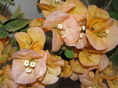 bouganvilea galben-mustar