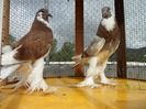 SAM_0526