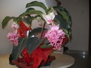 Medinilla magnifica