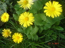 DSC06257