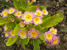 DSCN0784