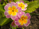 DSCN0785