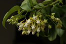 Hoya multiflora