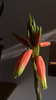 Aloe humilis - floare. 2010