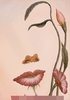 Flori...