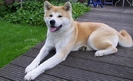 akita-inu-7413340748