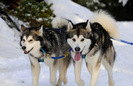 husky_siberian_06