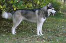 husky_siberian_12