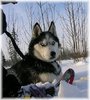 Juno-husky-winter