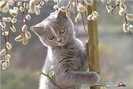 poze_haioase_funny_photos_063427100120091810847948e5c9adb1491280948
