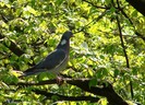 porumbel gulerat
