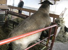 berbec suffolk rasa curata