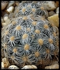 Mammillaria saboae ssp (Sin.Mammillaria goldii)