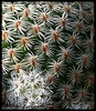 Mammillaria crucigera ssp tlalocii FO 223 (caespitosa)