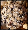 Mammillaria hernandezii