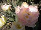 DSCN0842