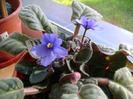 Picture 001