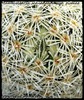 Mammillaria schiedeana ssp. giselae