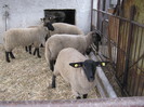 si 6 miei suffolk -sant in tara