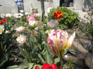 DSCN0849