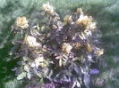 Imag037