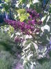 liliac