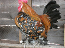 DSCF0026
