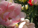 DSCN0852