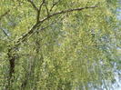 salcie