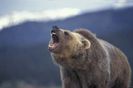 98131-grizzly-bear-roar