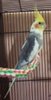35_184cockatiel