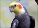 35__41257422_cockatiel_203