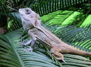 faune-australienne-reptile-1